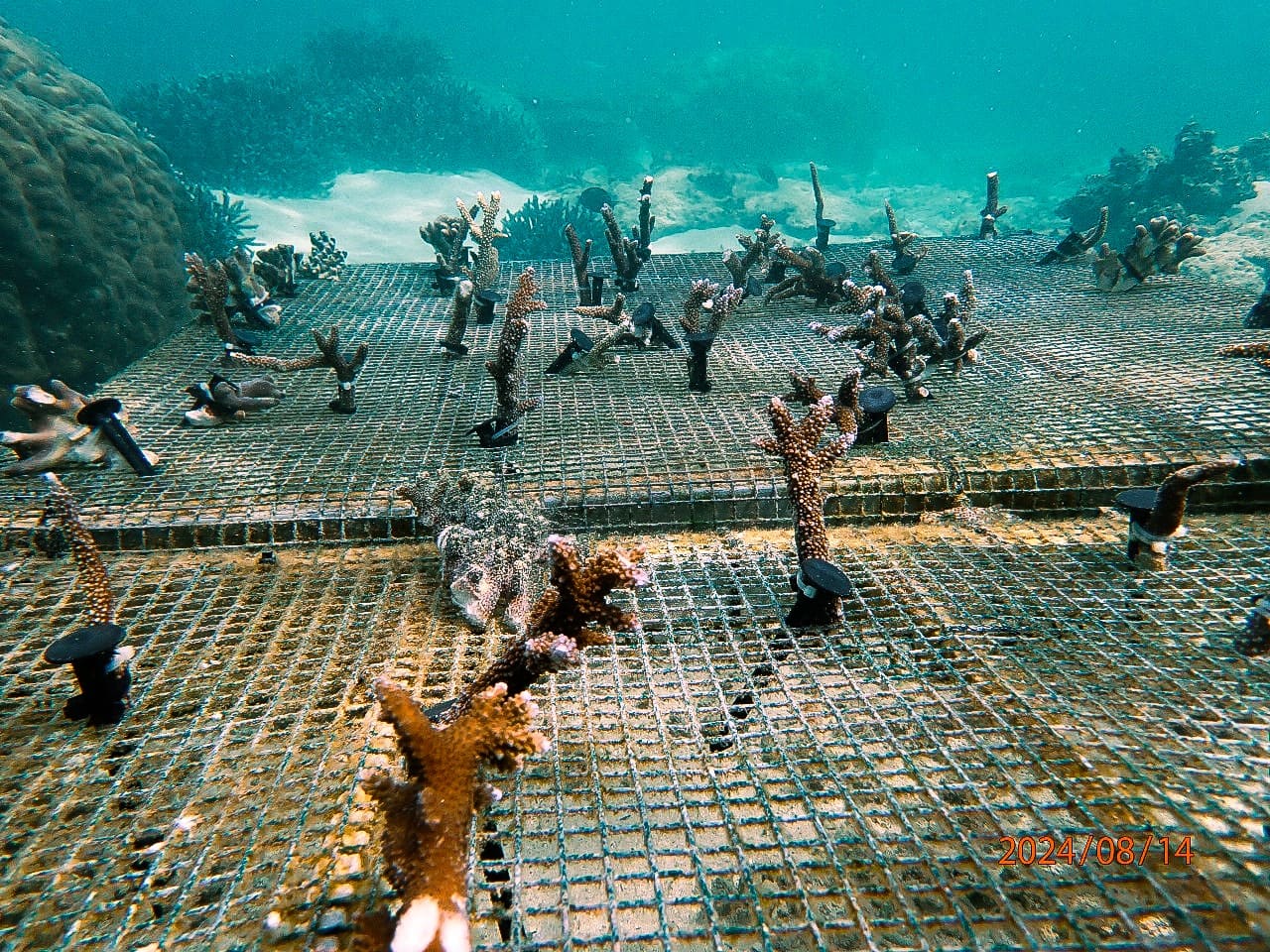 Coral Nursery
