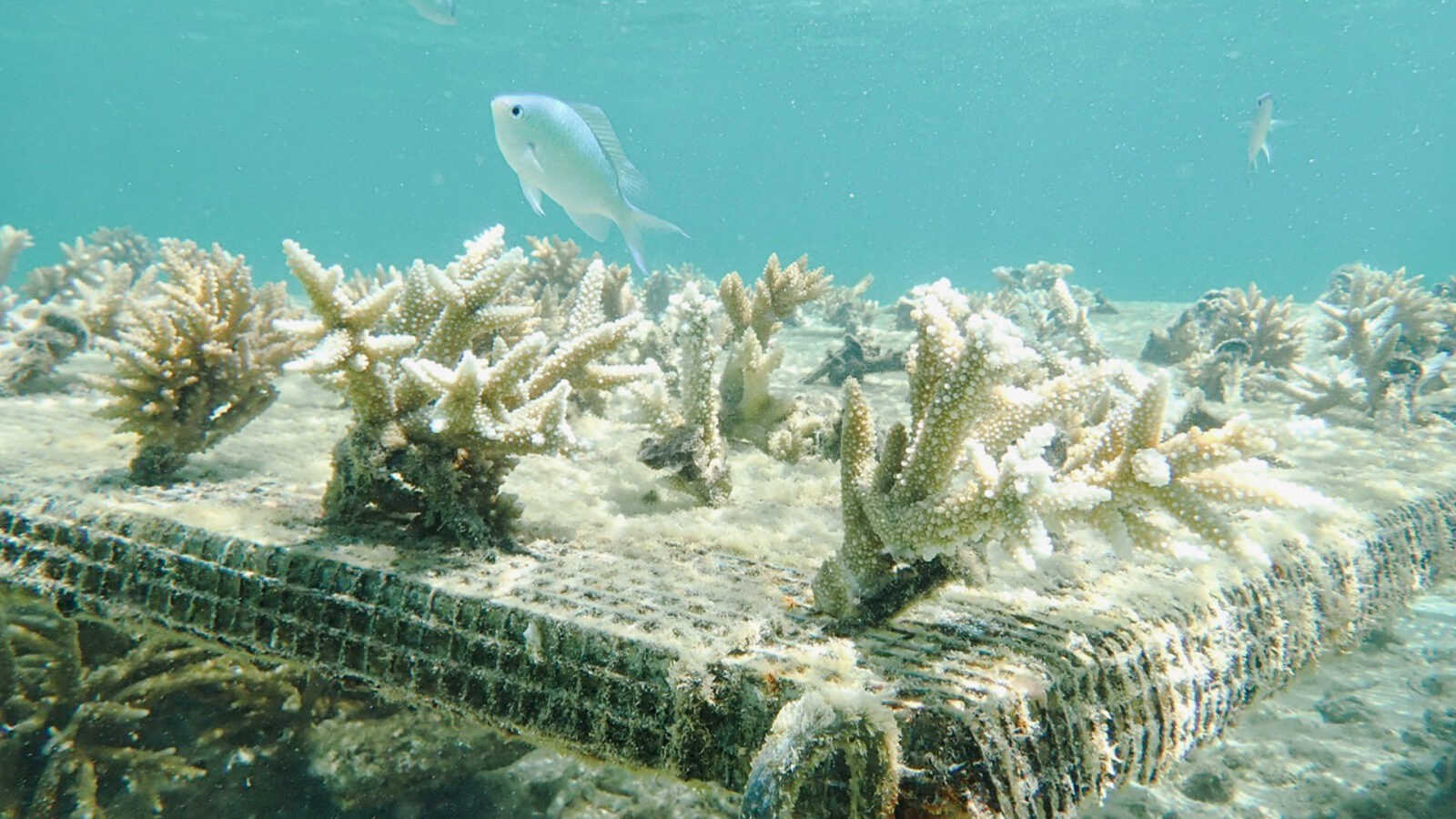 Coral Nursery(3)