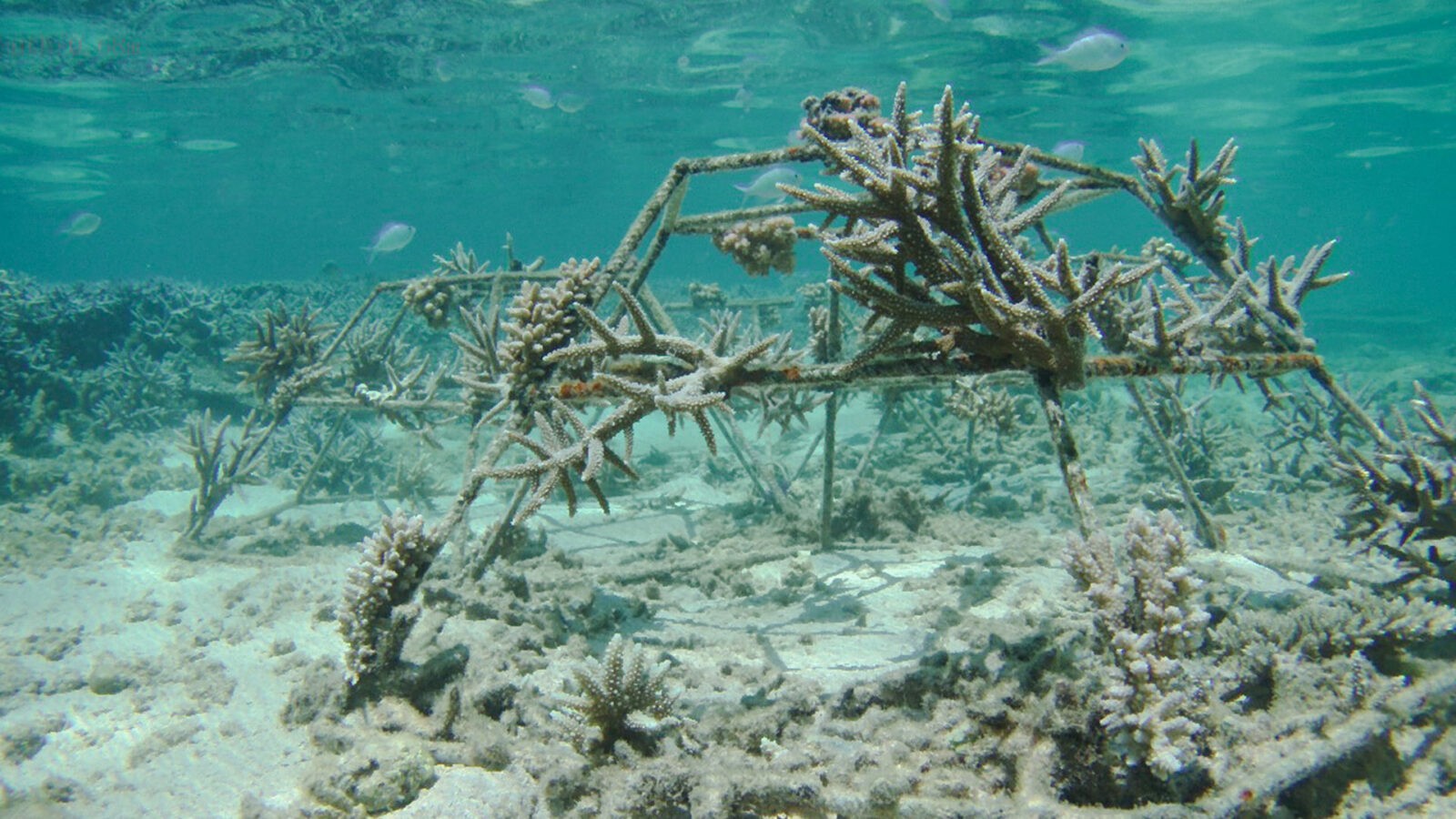 Coral Nursery(9)